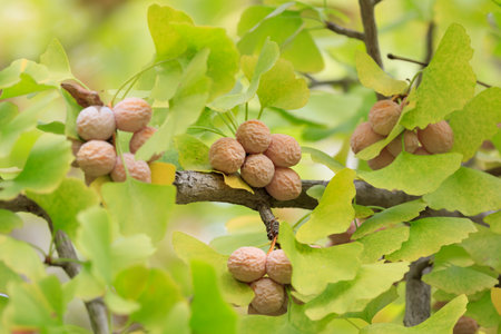 The ginkgo tree is full of fruitの写真素材