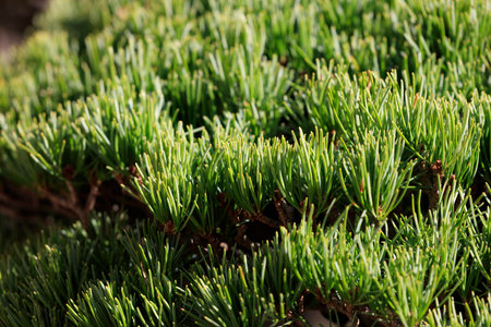 Japanese white pine grown as a bonsaiの写真素材