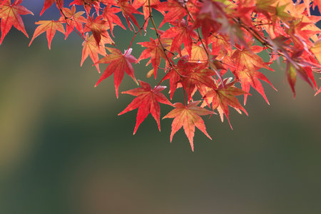 Maple leaves beginning to change color