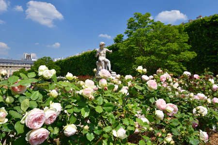 Paris, France. Roses blooming in the Palais Royal Gardens. May 9, 2022.のeditorial素材