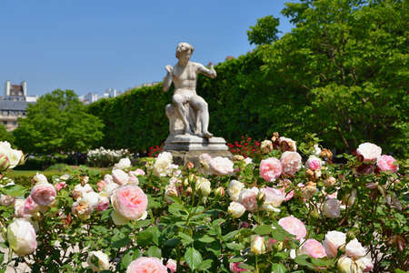 Paris, France. Roses blooming in the Palais Royal Gardens. May 9, 2022.のeditorial素材