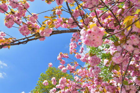 Paris, France. Cherry blossoms in the Trocadero Gardens. April 9, 2023.の写真素材