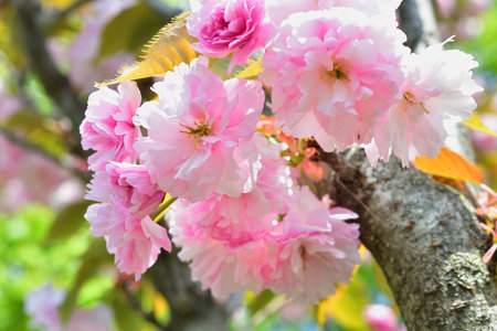 Paris, France. Cherry blossoms in the Trocadero Gardens. April 9, 2023.の写真素材