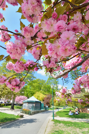 Paris, France. Cherry blossoms in the Trocadero Gardens. April 9, 2023.の写真素材
