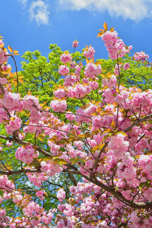 Paris, France. Cherry blossoms in the Trocadero Gardens. April 9, 2023.の写真素材
