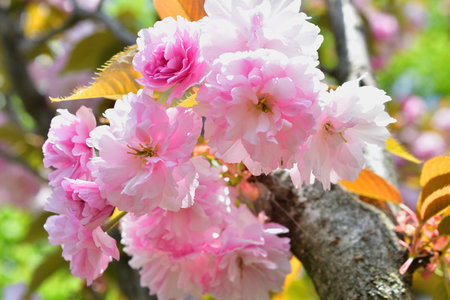 Paris, France. Cherry blossoms in the Trocadero Gardens. April 9, 2023.の写真素材
