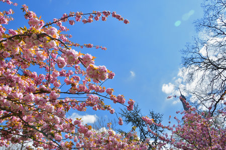 Paris, France. Cherry blossoms in the Trocadero Gardens. April 9, 2023.の写真素材