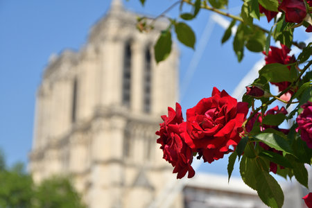 Paris, France. Roses and Notre Dame Cathedral. May 14, 2023.の写真素材