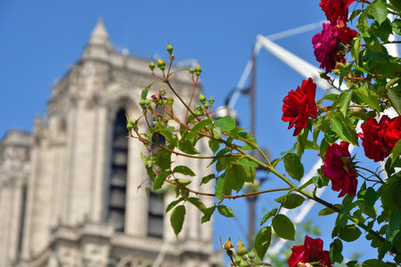 Paris, France. Roses and Notre Dame Cathedral. May 14, 2023.の写真素材