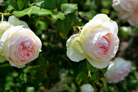 Paris, France. Roses blooming at the Palais Royal. May 21, 2023.の写真素材