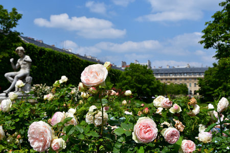 Paris, France. Roses blooming at the Palais Royal. May 21, 2023.の写真素材