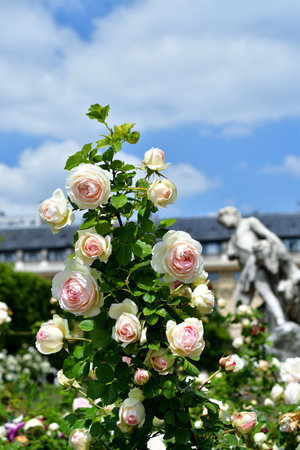 Paris, France. Roses blooming at the Palais Royal. May 21, 2023.の写真素材