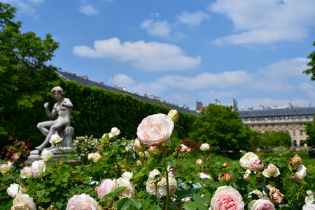 Paris, France. Roses blooming at the Palais Royal. May 21, 2023.の写真素材