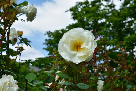 Paris, France. Roses blooming at the Palais Royal. May 21, 2023.の写真素材