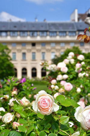 Paris, France. Roses blooming at the Palais Royal. May 21, 2023.の写真素材