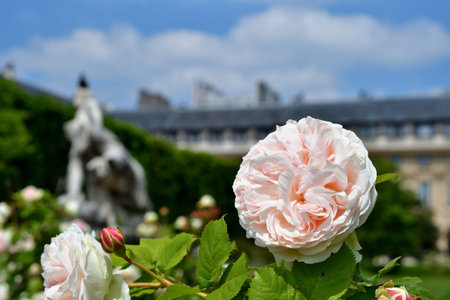 Paris, France. Roses blooming at the Palais Royal. May 21, 2023.の写真素材