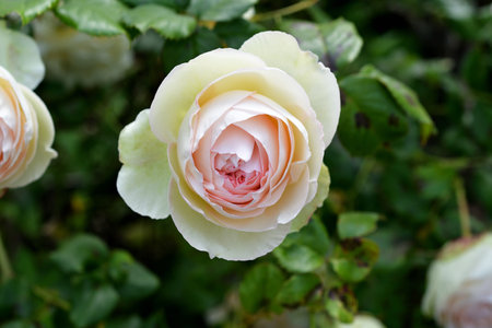 Paris, France. Roses blooming at the Palais Royal. May 21, 2023.の写真素材