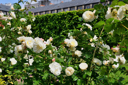 Paris, France. Roses blooming at the Palais Royal. May 21, 2023.の写真素材