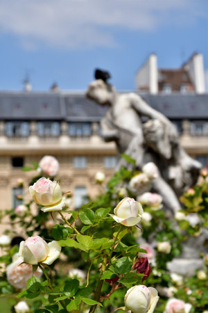 Paris, France. Roses blooming at the Palais Royal. May 21, 2023.の写真素材