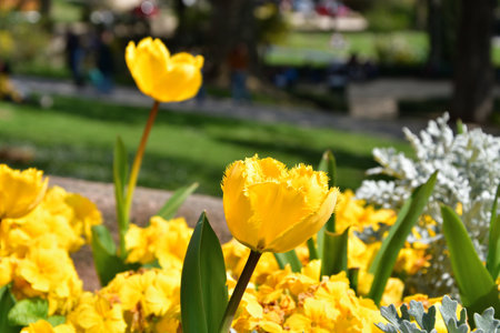 Paris, France. Yellow tulips blooming at Trocadero Square. April 9, 2023.