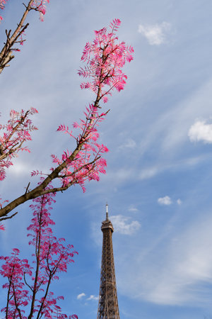 Paris, France. Red-leaved trees and the Eiffel Tower in the Trocadero gardens. April 10, 2022.