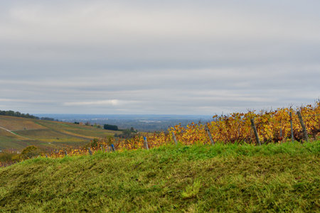 Sancerre, France. Vineyard Landscape After Harvest in Sancerre. November 2, 2024.の写真素材