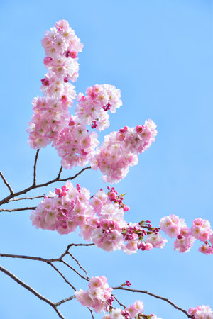 Paris, France. Cherry blossoms in bloom at Parc Monceau. March 15, 2025.の写真素材