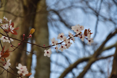 Paris, France. Plum blossoms in bloom at Parc Monceau. March 15, 2025.の写真素材