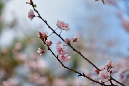 Paris, France. Plum blossoms in bloom at Parc Monceau. March 15, 2025.の写真素材