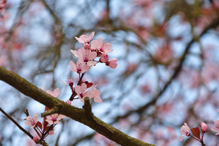 Paris, France. Plum blossoms in bloom at Parc Monceau. March 15, 2025.の写真素材