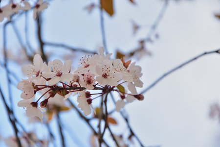 Paris, France. Plum blossoms in bloom at Parc Monceau. March 15, 2025.の写真素材