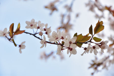 Paris, France. Plum blossoms in bloom at Parc Monceau. March 15, 2025.の写真素材