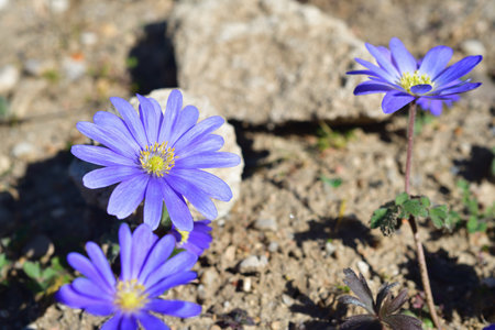 Anemone blanda 'Blue Shade' blooming at the Jardin des Plantes in Paris, France. March 19, 2025.の写真素材