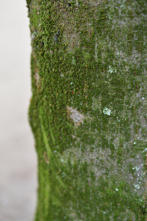 Paris, France. Tree trunk in the Tuileries Garden. January 19, 2025.の写真素材