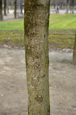 Paris, France. Tree trunk in the Tuileries Garden. January 19, 2025.の写真素材