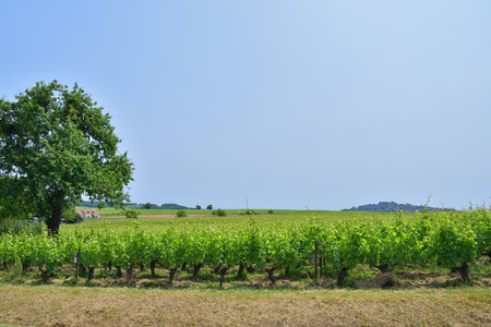 Sancerre Village on a Hill in France, Viewed from Afar â June 9, 2025の写真素材