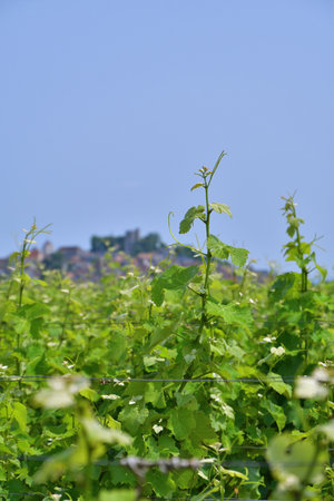 Sancerre Village on a Hill in France, Viewed from Afar â June 9, 2025の写真素材