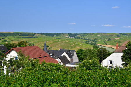Sancerre, France. Vast Vineyards Spreading Across Sancerre â June 9, 2025の写真素材