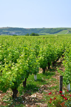 Sancerre, France. Vast Vineyards Spreading Across Sancerre â June 9, 2025の写真素材