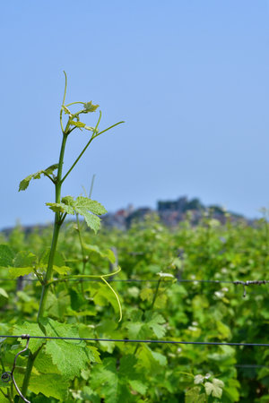 Sancerre, France. Vast Vineyards Spreading Across Sancerre â June 9, 2025の写真素材