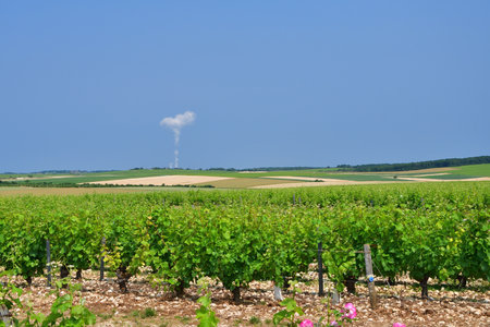 Sancerre, France. Vast Vineyards Spreading Across Sancerre â June 9, 2025の写真素材