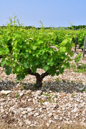 Sancerre, France. Vast Vineyards Spreading Across Sancerre â June 9, 2025の写真素材