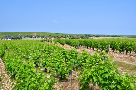 Sancerre, France. Vast Vineyards Spreading Across Sancerre â June 9, 2025の写真素材