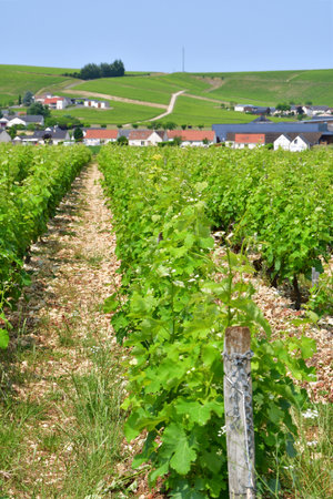 Sancerre, France. Vast Vineyards Spreading Across Sancerre â June 9, 2025の写真素材