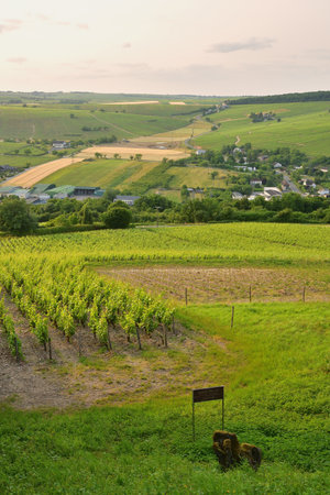 Sancerre, France. Vineyards at Sunset Viewed from a Hilltop. June 8, 2025.の写真素材