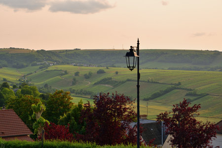Sancerre, France. Vineyards at Sunset Viewed from a Hilltop. June 8, 2025.の写真素材