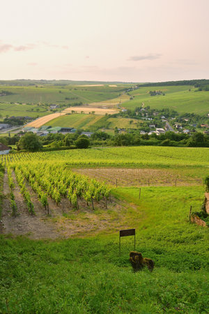 Sancerre, France. Vineyards at Sunset Viewed from a Hilltop. June 8, 2025.の写真素材