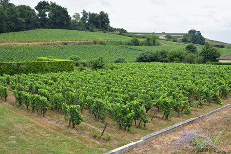 Saint-Ã‰milion Vineyards in Bordeaux, France, on a Cloudy Day â€” August 13, 2024