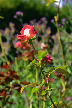 Blooming Roses at Palais-Royal Gardens in Paris, France â August 18, 2025の写真素材
