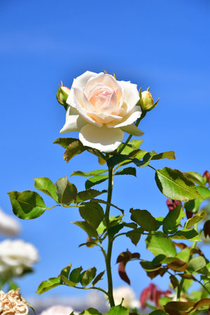Blooming Roses at Palais-Royal Gardens in Paris, France â August 18, 2025の写真素材